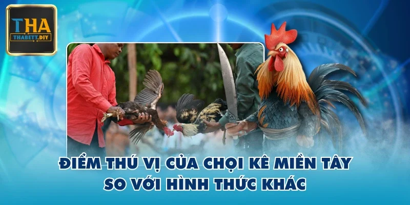 Điểm thú vị của chọi kê miền Tây so với hình thức khác